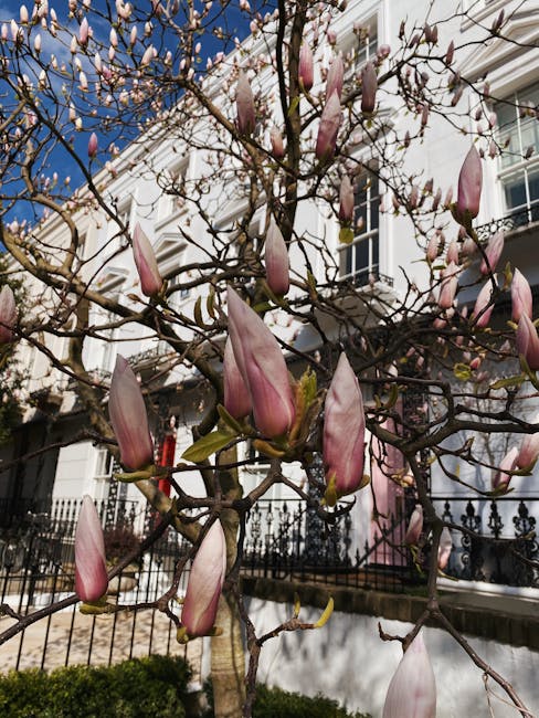 A budding magnolia tree with numerous large, elongated pink flower buds begins to bloom against a bright blue sky. The tree's slender, twisting branches are mostly bare with small, emerging green leaves. In the background, a white Victorian-style residential building with black iron railings and window frames is visible, characteristic of Clapham architecture. The scene captures early spring garden growth, with the tree positioned in a small front garden area. The image reflects natural garden maintenance activities such as pruning and maintaining flowering trees, and is associated with the outdoor care services offered by Gardeners Lambeth who specialize in garden maintenance and landscaping work, particularly suitable for small front gardens in SW4.