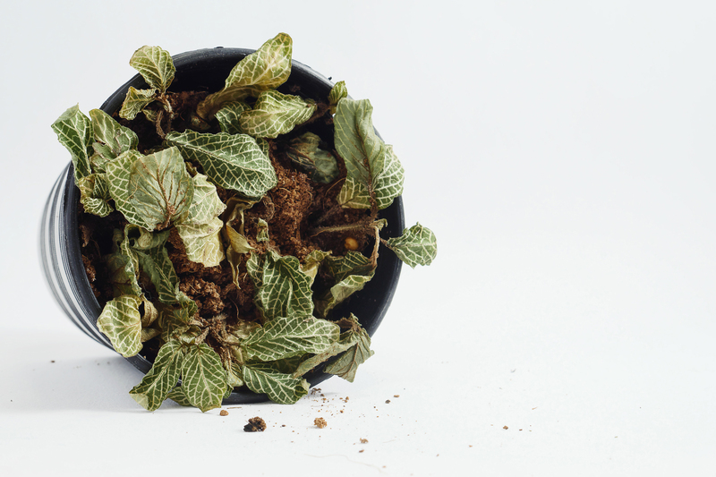 Garden outdoor space